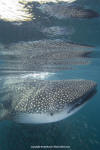 Whale shark image