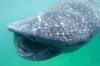 whale shark