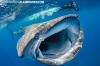 Whale Shark