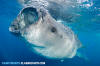 Whale Shark
