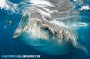 Whale Shark