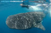 Whale Shark