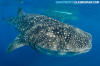 Whale Shark