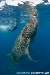 Whale Shark