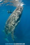 Whale Shark