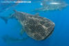 Whale Shark