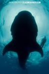 Whale Shark