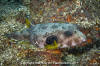 White-Spotted Puffer Fish