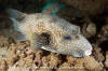 White-Spotted Puffer Fish