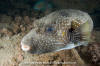 White-Spotted Puffer Fish