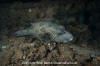 White-Spotted Puffer Fish