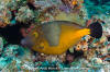 Whitespotted Filefish