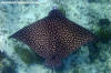 Whitespotted Eagle Ray Aetobatus narinari