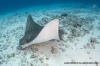 Whitespotted Eagle Ray Aetobatus narinari