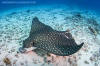 Whitespotted Eagle Ray feeding. Aetobatus narinari