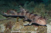 Whitespotted Bamboo Shark