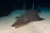 Whitespotted shovelnose ray