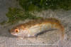 Whitespotted Greenling Juvenile