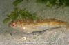 Whitespotted Greenling Juvenile