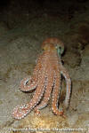 Whitespotted Octopus