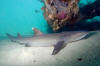 whitetip reef shark