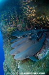 Whitetip Reef Shark 104