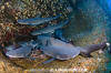 Whitetip Reef Shark