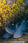 Whitetip Reef Shark