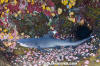 Whitetip Reef Shark