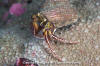 Widehand Hermit Crab