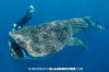 Wounded Whale Shark