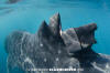 Wounded Whale Shark