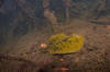 Yellow Spotted Stingray