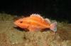 Yelloweye Rockfish