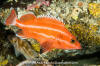 Yelloweye Rockfish 