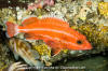 Yelloweye Rockfish