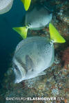 Yellowtail Surgeonfish