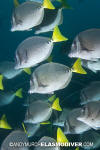 Yellowtail Surgeonfish