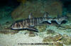 zebra bullhead shark