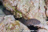 Zebra Moray