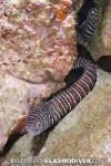 Zebra Moray