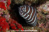 Zebra Moray