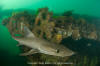 dusky smoothhound shark 008