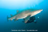 Sandtiger Shark