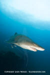 Sandtiger Shark