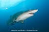 Sandtiger Shark