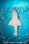 Sandtiger Shark