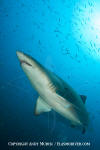 Sandtiger Shark