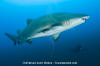 Sandtiger Shark