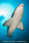 Sandtiger Shark